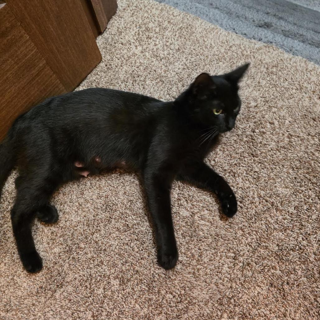 Enlarge Margo, a Adoptable Domestic Short Hair in Madison, WI image 2/6