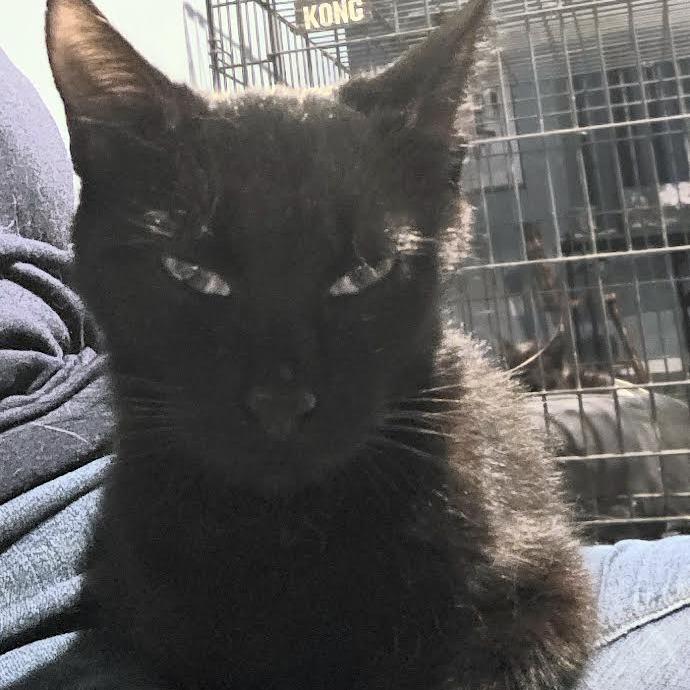 Enlarge Margo, a Adoptable Domestic Short Hair in Madison, WI image 3/6