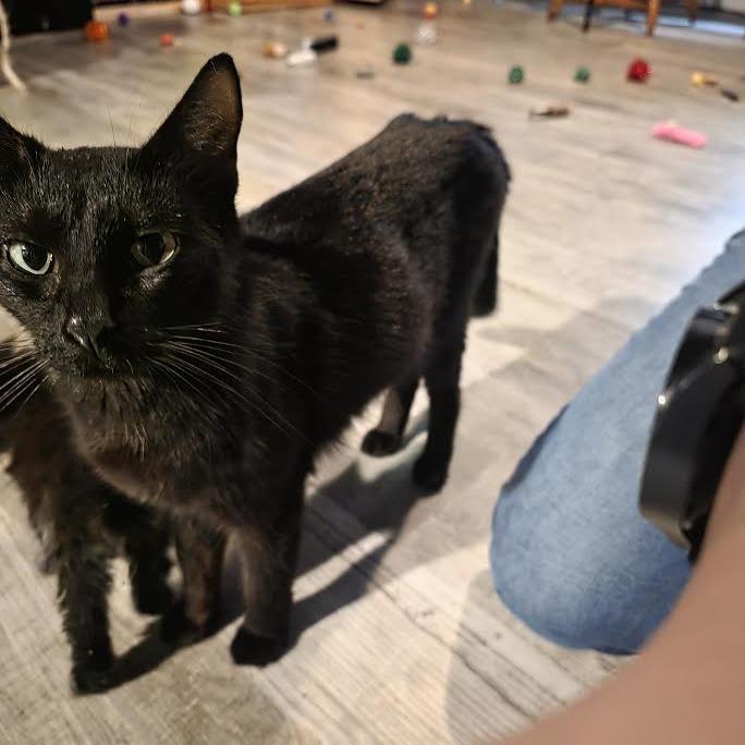 Enlarge Margo, a Adoptable Domestic Short Hair in Madison, WI image 4/6