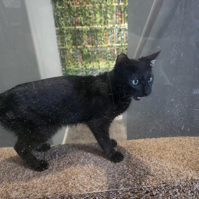 Enlarge Margo, a Adoptable Domestic Short Hair in Madison, WI image 6/6