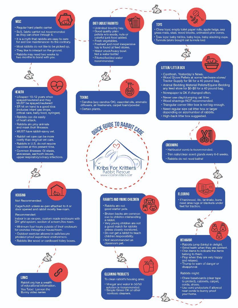 Chantilly, a Adoptable Bunny Rabbit in Lake Elsinore, CA image 4/5