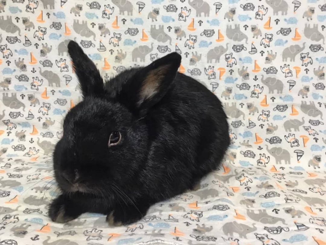 Chantilly, Adoptable, Adult Female Bunny Rabbit.