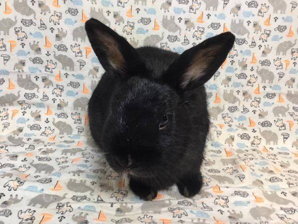 Chantilly, a Adoptable Bunny Rabbit in Lake Elsinore, CA image 2/5