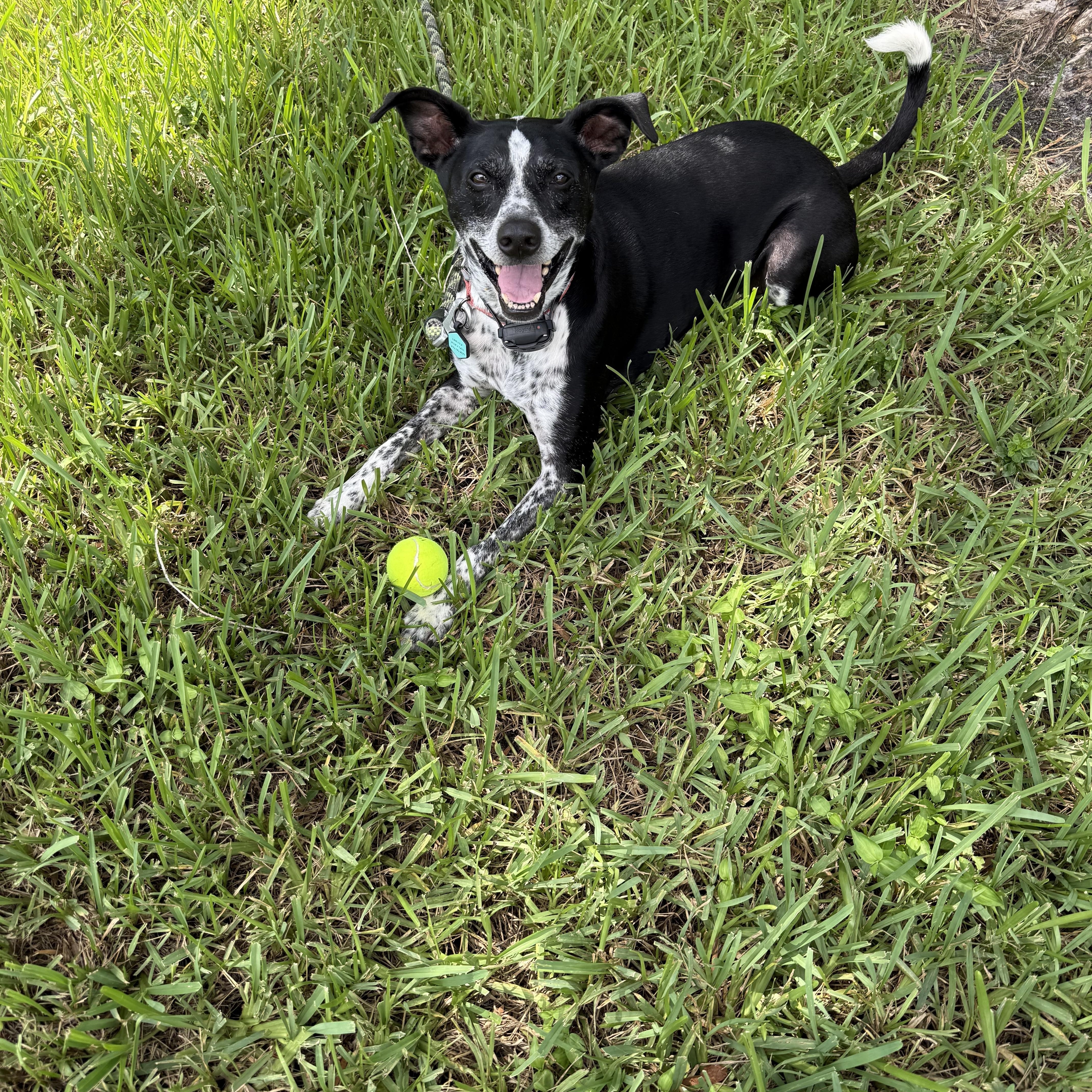 Enlarge Colt, a Adoptable mixed breed in Bonita Springs, FL image 4/5