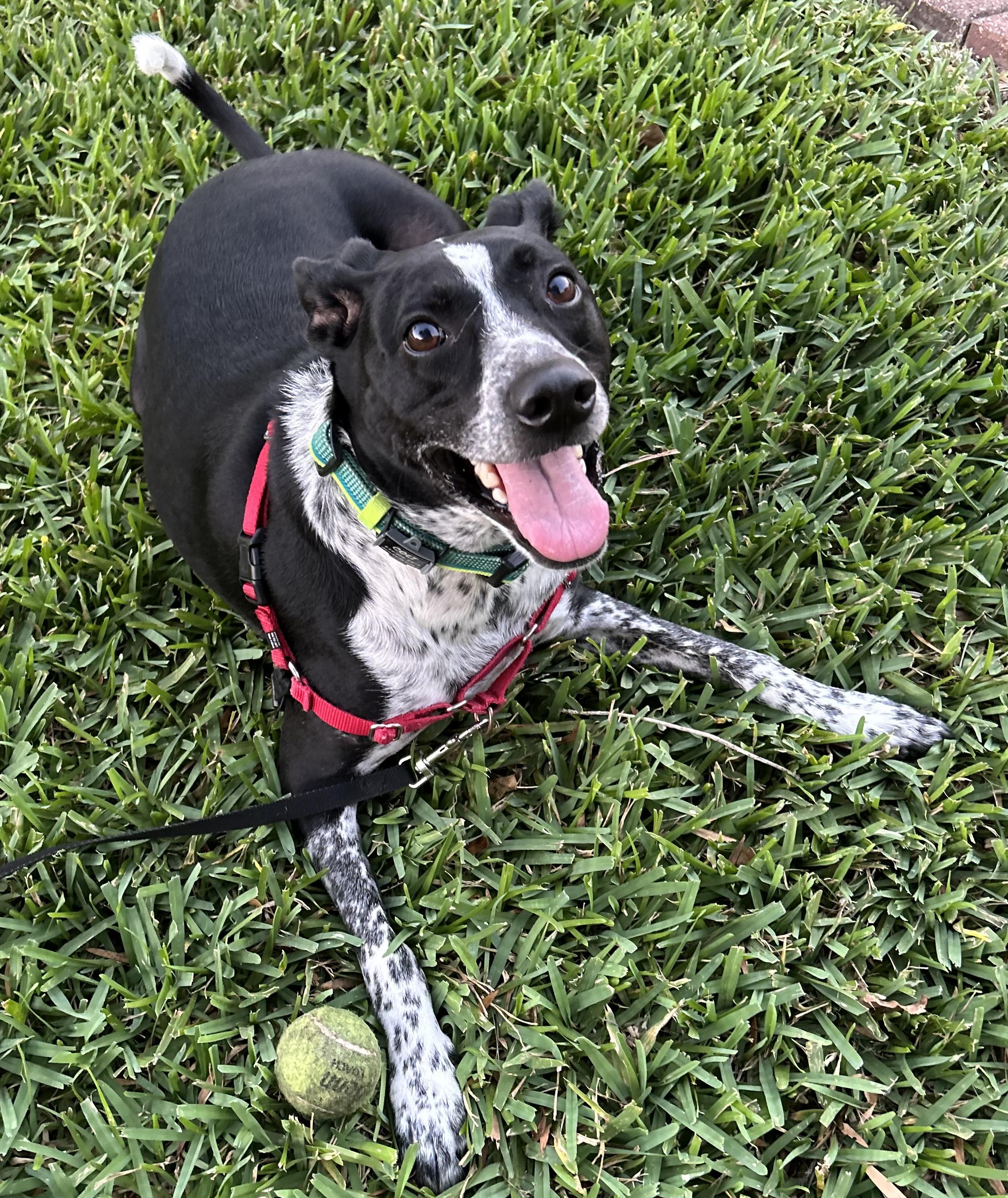 Colt, Adoptable, Adult Male Australian Cattle Dog / Blue Heeler.