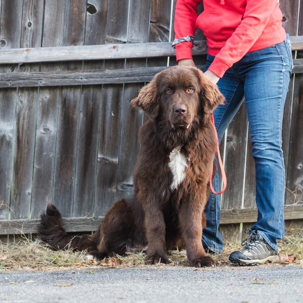 Moosetracks thumbnail 3