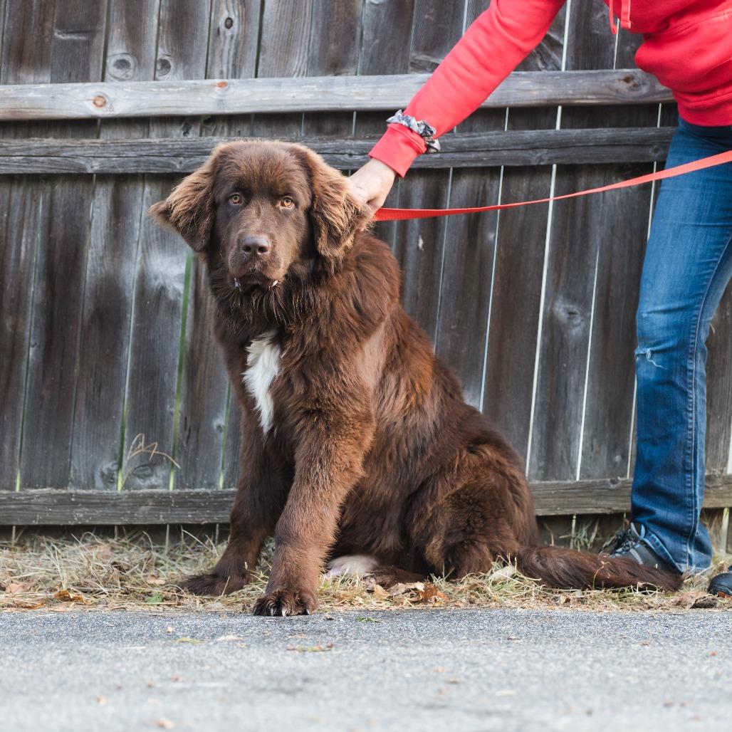 Moosetracks thumbnail 2