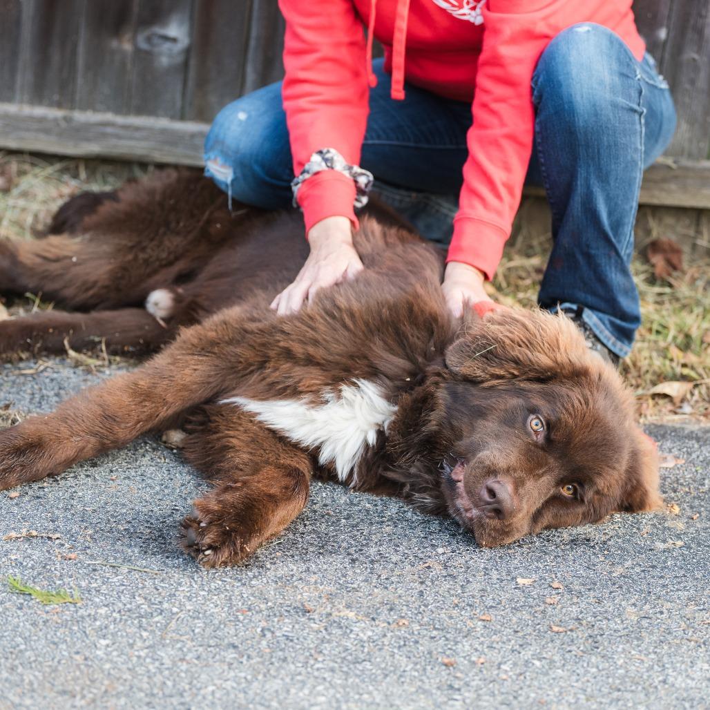 Moosetracks thumbnail 5