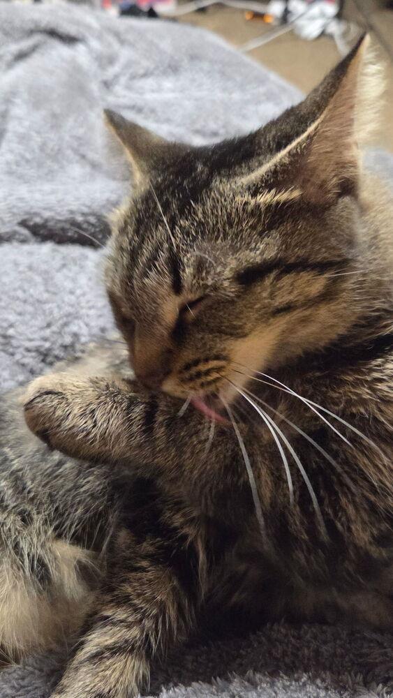 Rosalyn (25-191 C), a Adoptable Domestic Short Hair in Lansing, MI image 1/2