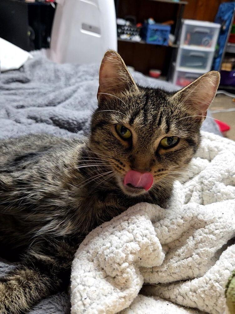 Rosalyn (25-191 C), a Adoptable Domestic Short Hair in Lansing, MI image 2/2