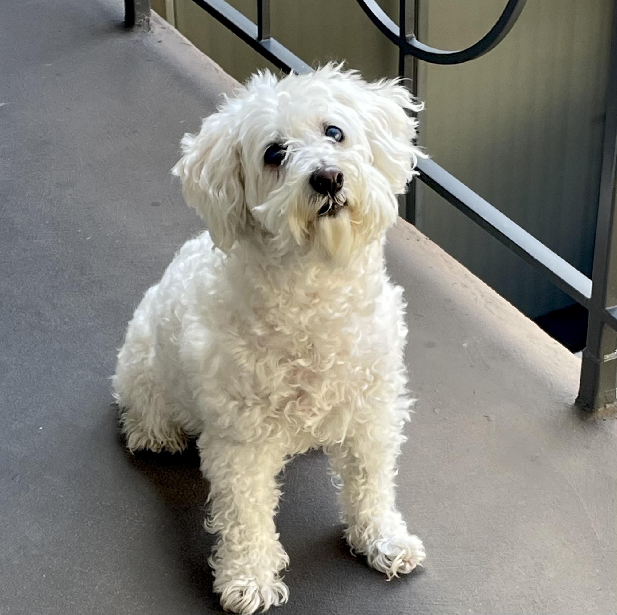 Ivan #399, Adopted, Senior Male Miniature Poodle & Bichon Frise.