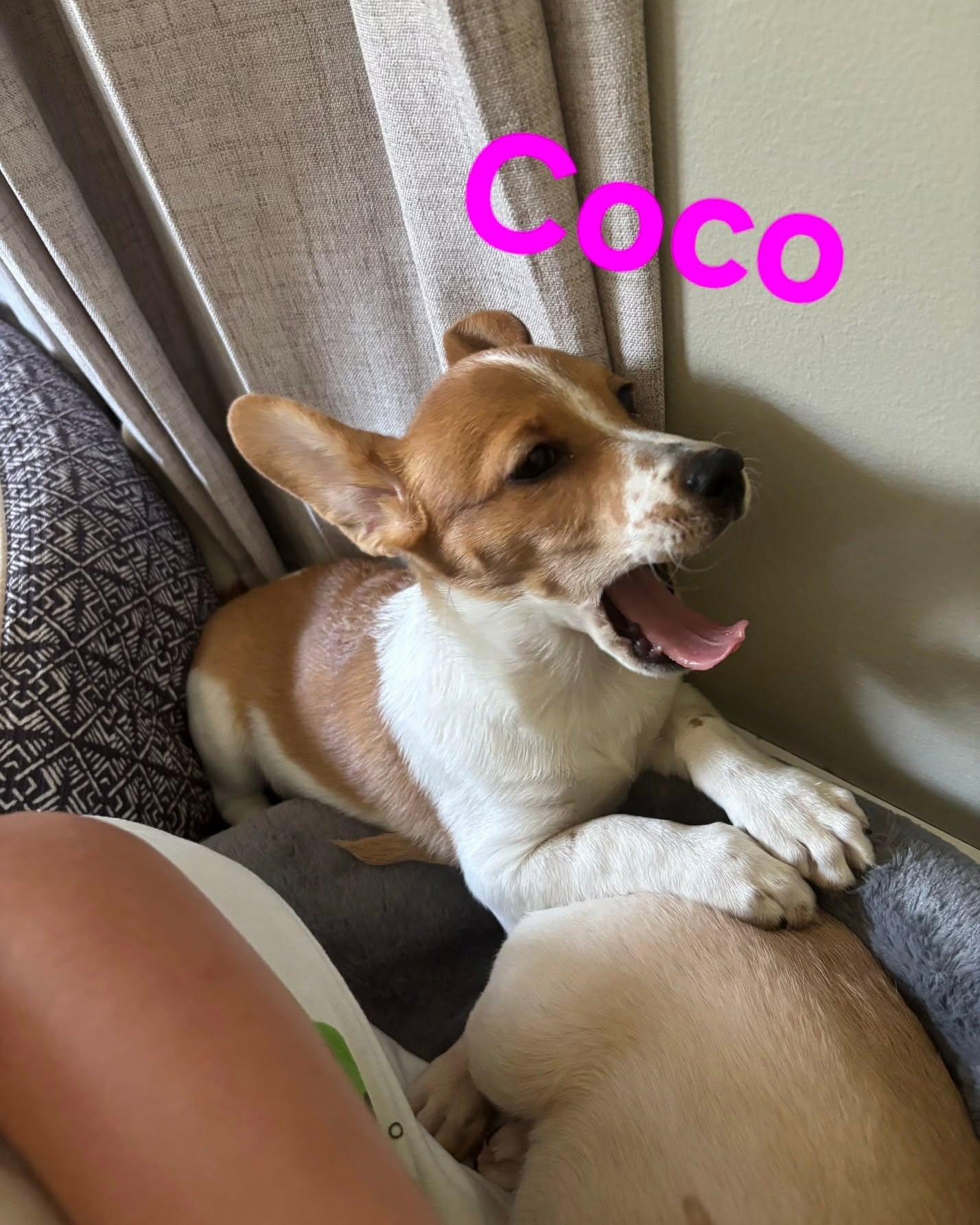 Enlarge Coco, a Adopted mixed breed in Plattsmouth, NE image 2/4