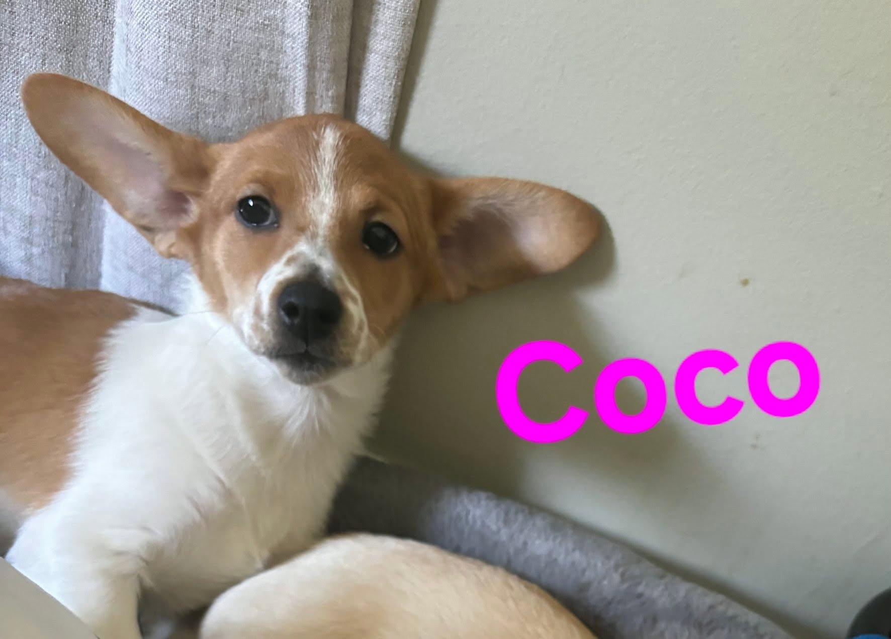 Enlarge Coco, a Adopted mixed breed in Plattsmouth, NE image 1/4