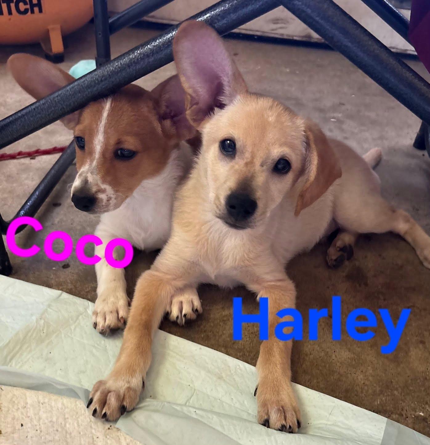 Enlarge Coco, a Adopted mixed breed in Plattsmouth, NE image 3/4