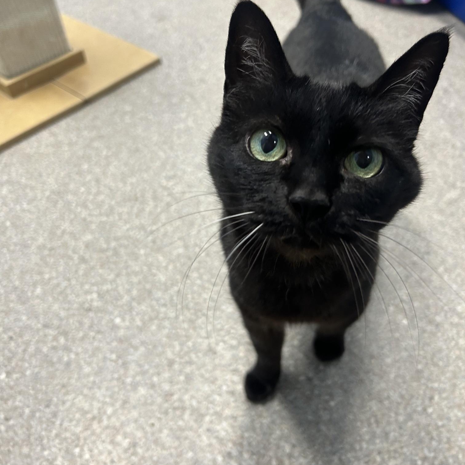 Enlarge Panther, an adoptable Domestic Short Hair in Homer, AK image 1/5
