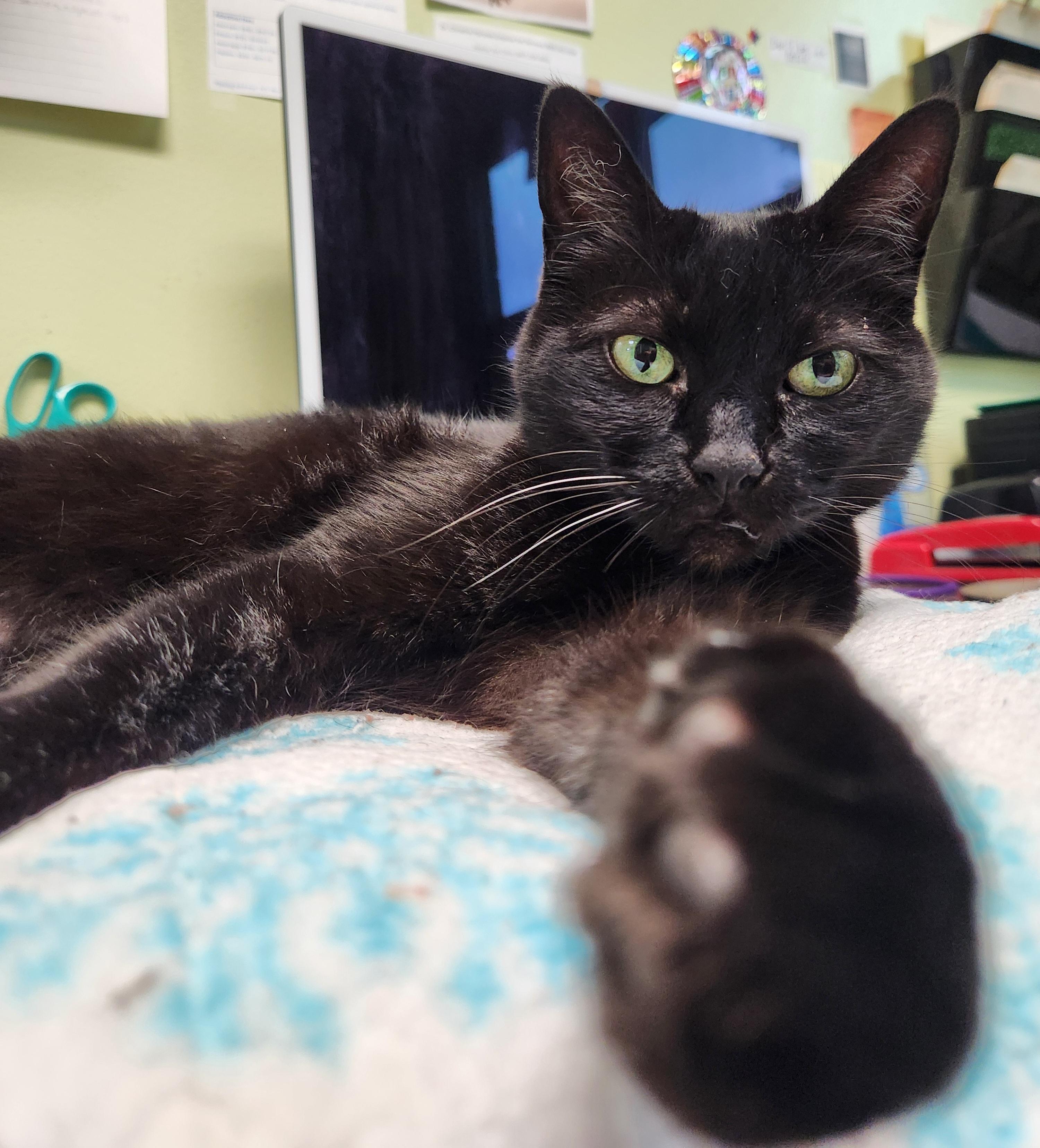 Enlarge Panther, an adoptable Domestic Short Hair in Homer, AK image 5/5