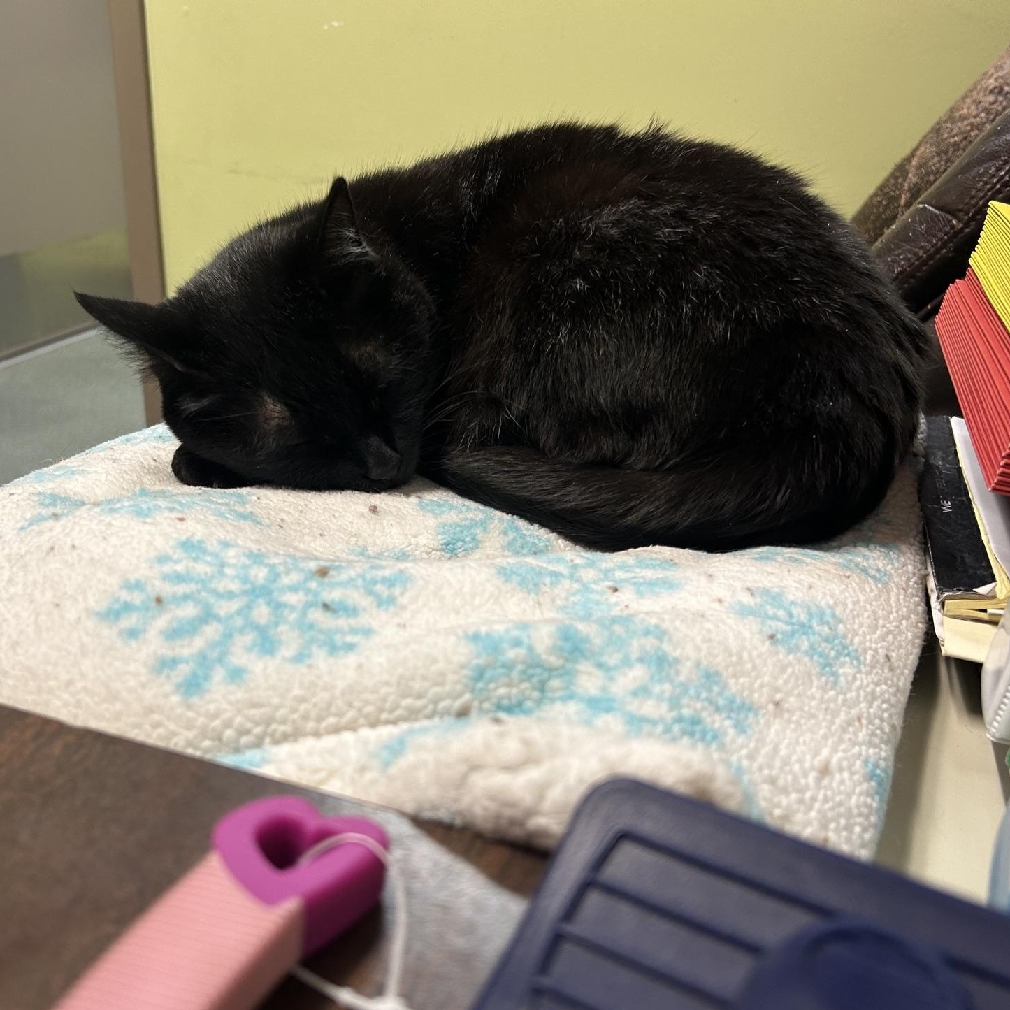 Enlarge Panther, an adoptable Domestic Short Hair in Homer, AK image 2/5
