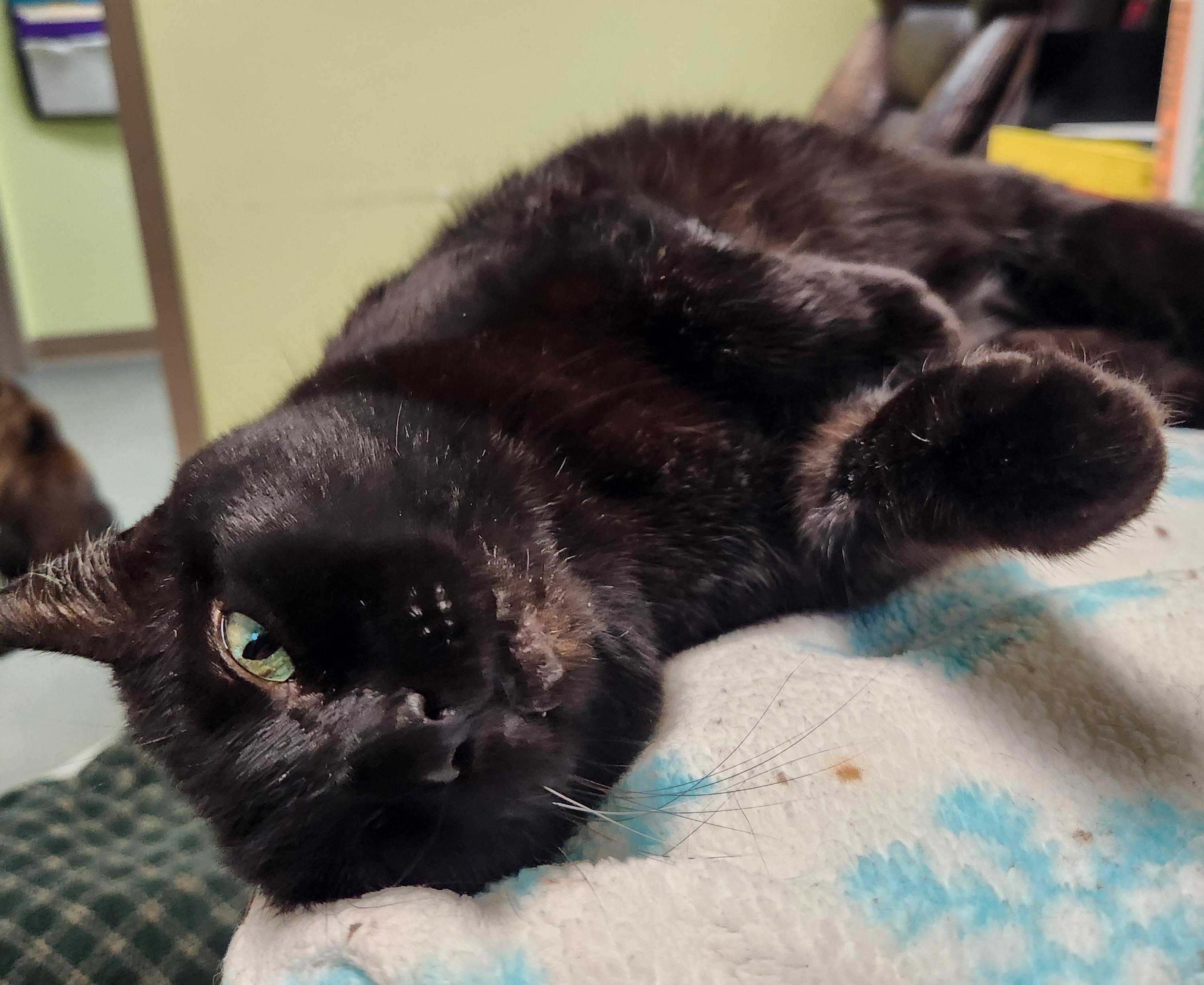 Enlarge Panther, an adoptable Domestic Short Hair in Homer, AK image 3/5