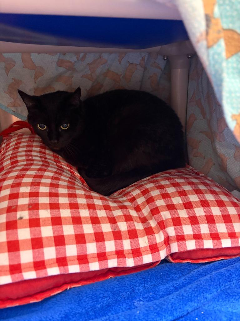 Enlarge Panther, an adoptable Domestic Short Hair in Homer, AK image 4/5