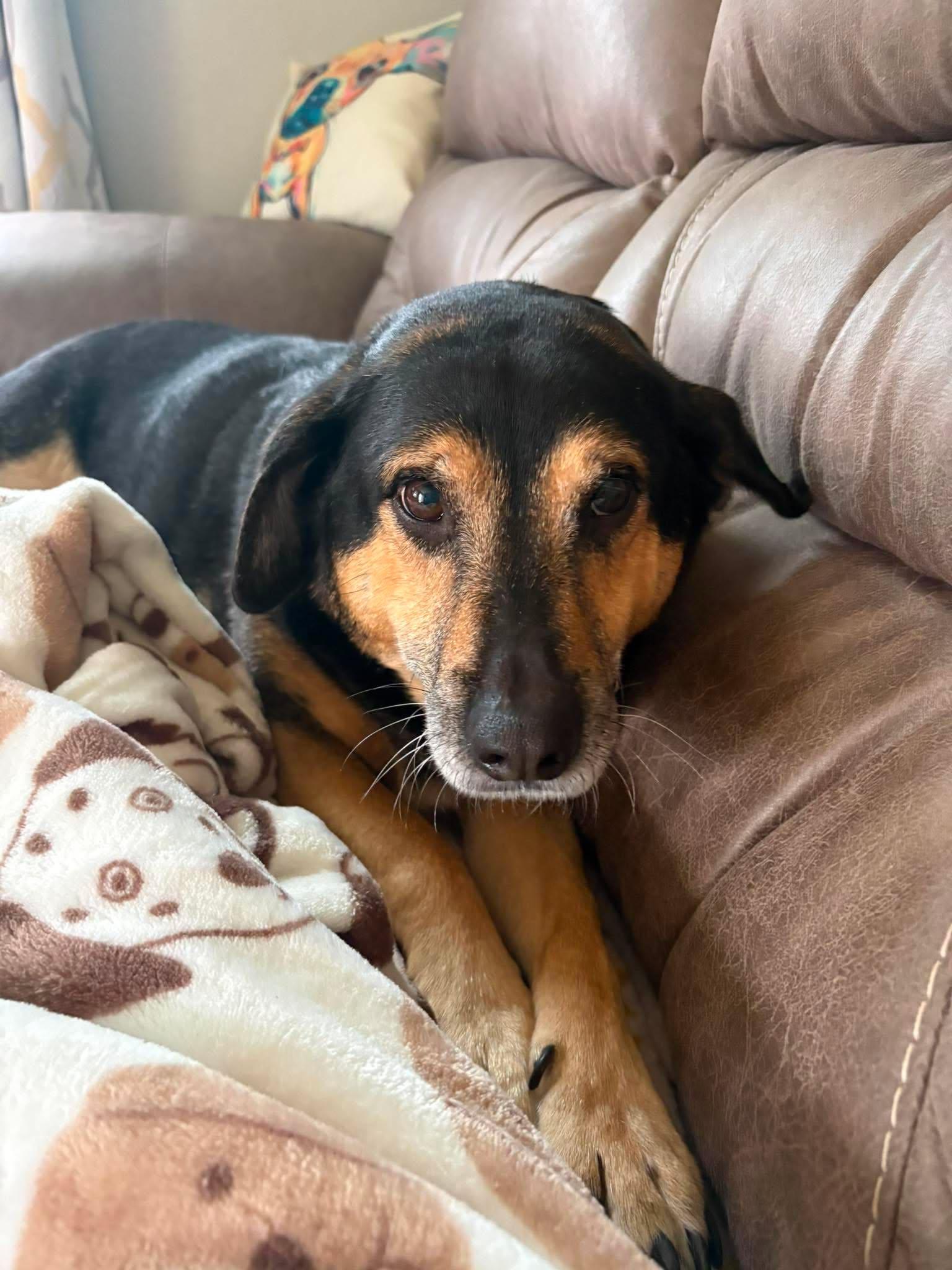 Enlarge Charlie, a Adoptable mixed breed in Little Chute, WI image 2/4