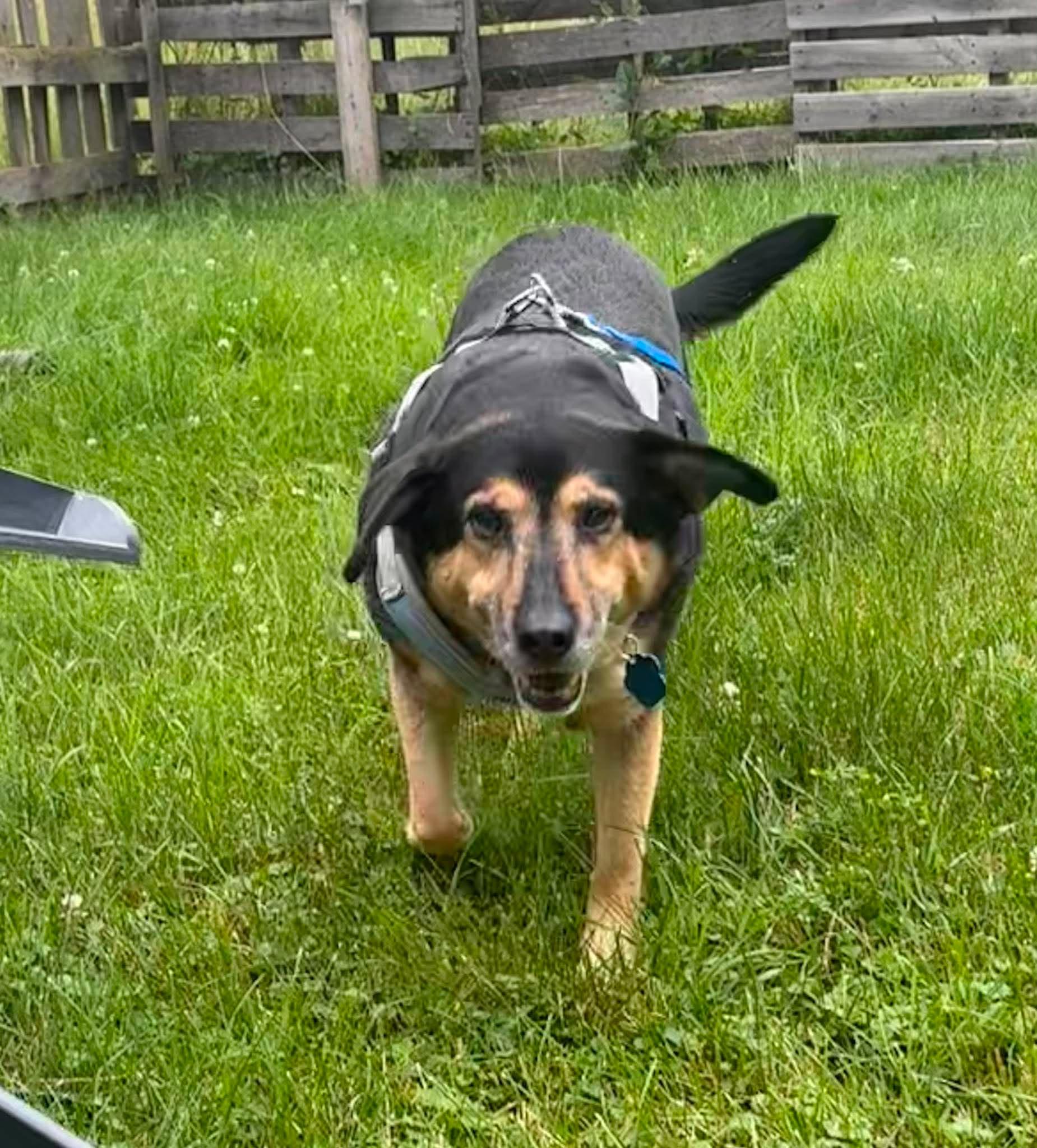 Enlarge Charlie, a Adoptable mixed breed in Little Chute, WI image 3/4