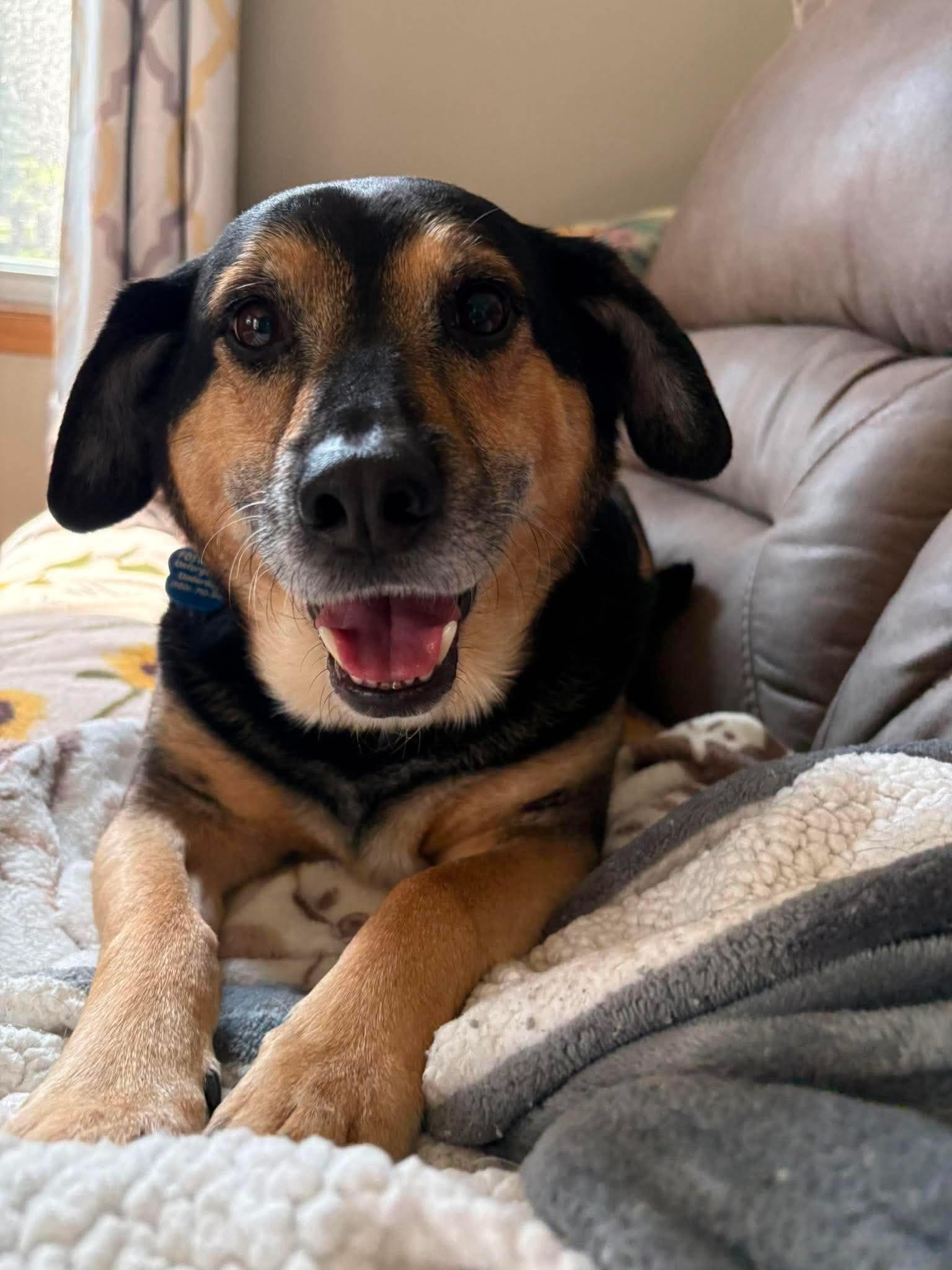Enlarge Charlie, a Adoptable mixed breed in Little Chute, WI image 4/4