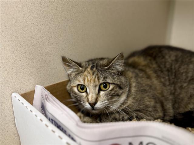 Enlarge MAIZE, a Adoptable Domestic Short Hair in Loveland, CO image 1/1