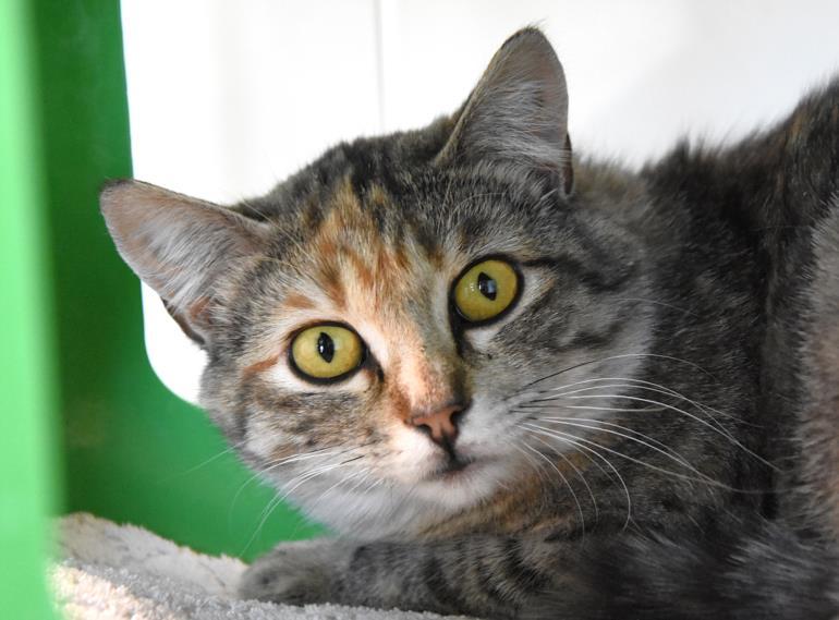 MAIZE, Adoptable, Adult Female Domestic Short Hair.
