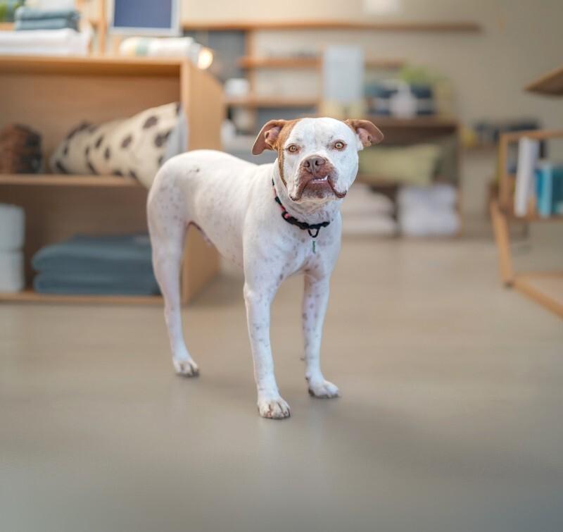 Chevy, Adoptable, Adult Male Boxer & Mixed Breed.