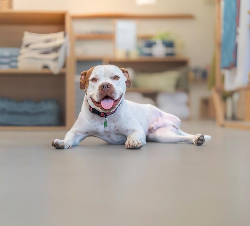 Chevy, a Adoptable mixed breed in Valley Village, CA image 2/6
