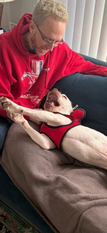 Chevy, Adoptable, Adult Male Boxer & Mixed Breed.