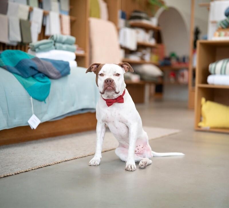 Enlarge Chevy, a Adoptable mixed breed in Valley Village, CA image 1/6