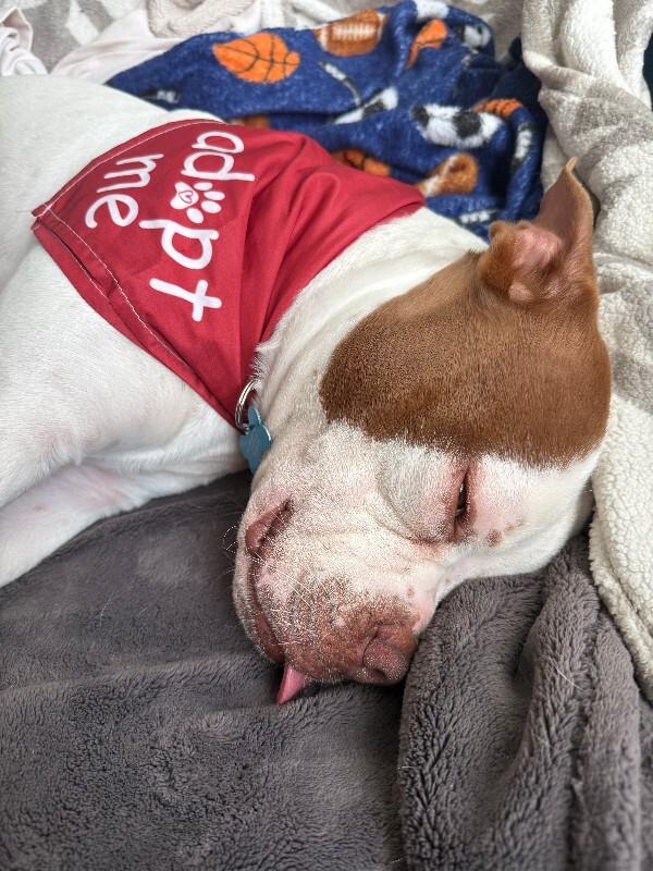 Enlarge Chevy, a Adoptable mixed breed in Valley Village, CA image 2/3