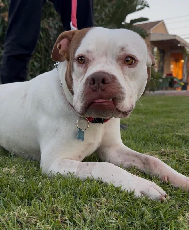 Enlarge Chevy, a Adoptable mixed breed in Valley Village, CA image 3/3