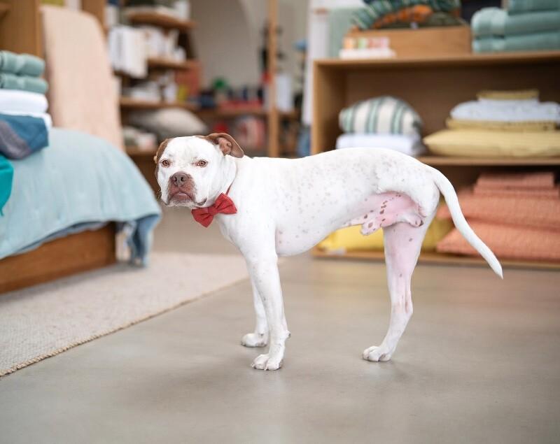 Enlarge Chevy, a Adoptable mixed breed in Valley Village, CA image 3/6