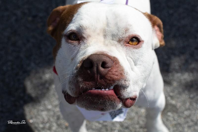 Enlarge Chevy, a Adoptable mixed breed in Valley Village, CA image 4/5
