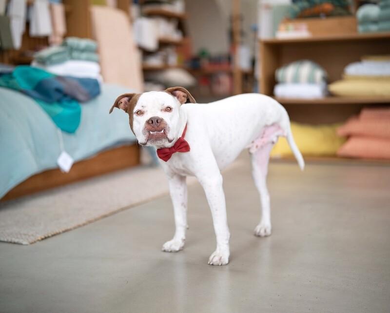 Enlarge Chevy, a Adoptable mixed breed in Valley Village, CA image 5/6