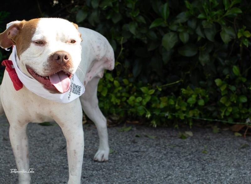 Enlarge Chevy, a Adoptable mixed breed in Valley Village, CA image 5/5