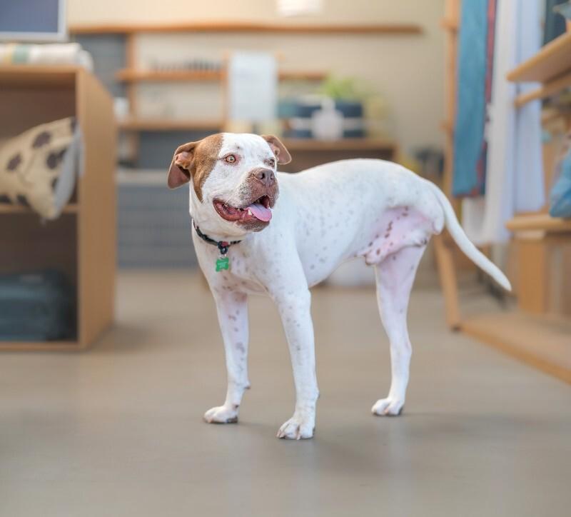 Chevy, a Adoptable mixed breed in Valley Village, CA image 6/6