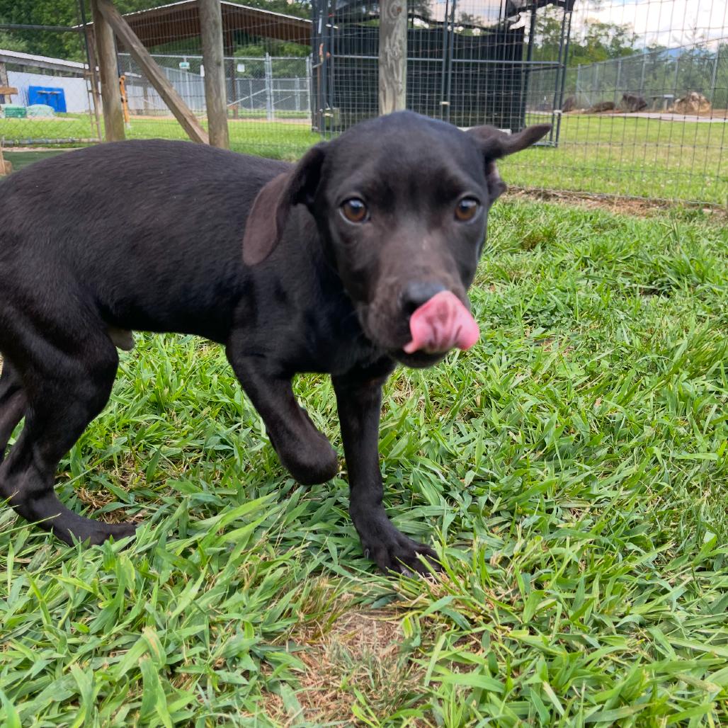 Enlarge Ronald, a Adoptable mixed breed in Blairsville, GA image 1/6