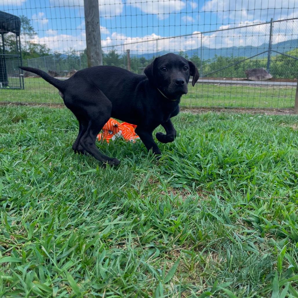 Enlarge Ronald, a Adoptable mixed breed in Blairsville, GA image 2/6