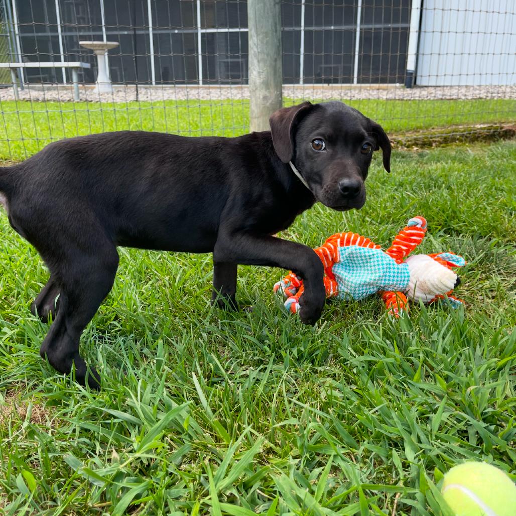 Enlarge Ronald, a Adoptable mixed breed in Blairsville, GA image 3/6
