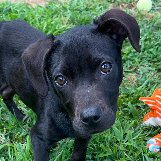 Enlarge Ronald, a Adoptable mixed breed in Blairsville, GA image 4/6
