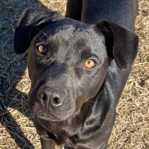 Enlarge Ronald, a Adoptable mixed breed in Blairsville, GA image 5/6