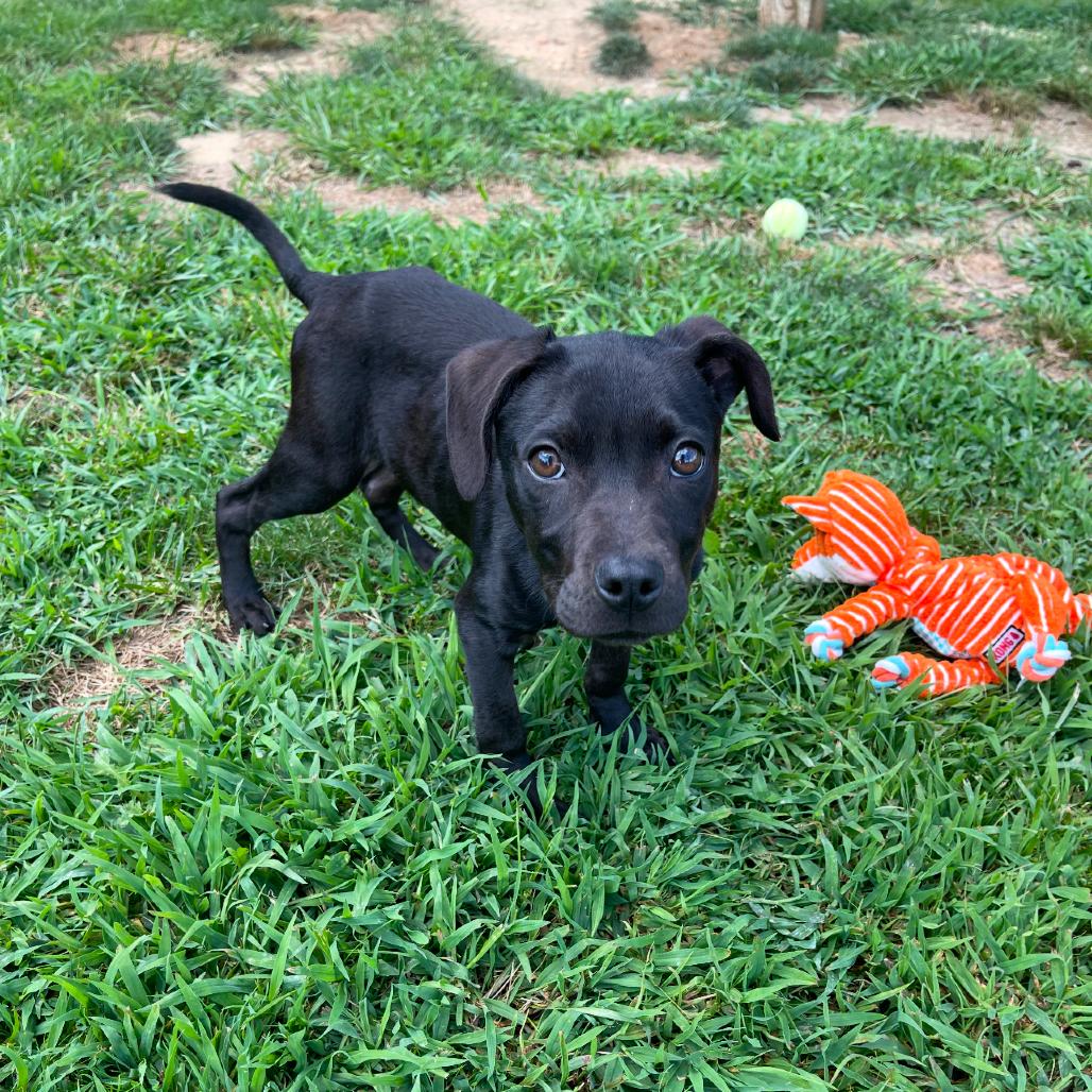 Enlarge Ronald, a Adoptable mixed breed in Blairsville, GA image 5/6