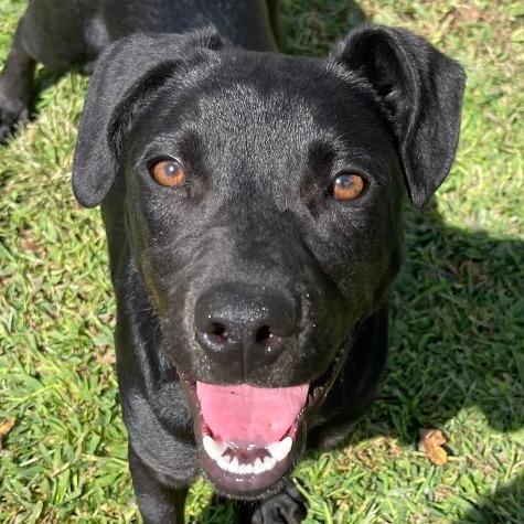 Enlarge Ronald, a Adoptable mixed breed in Blairsville, GA image 6/6