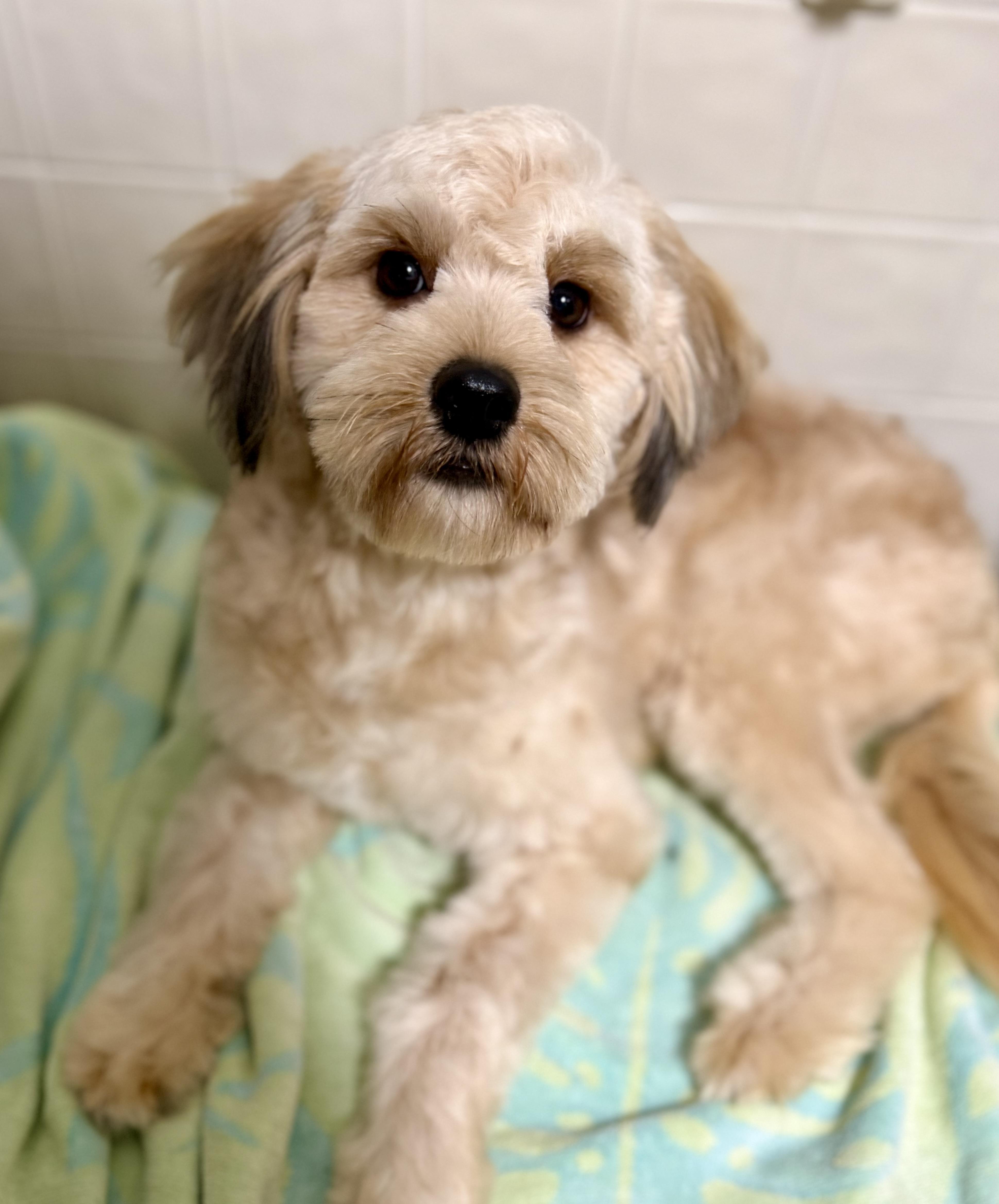 Teddy Wilson, adopted, Young Male Miniature Poodle & Cavalier King Charles Spaniel.