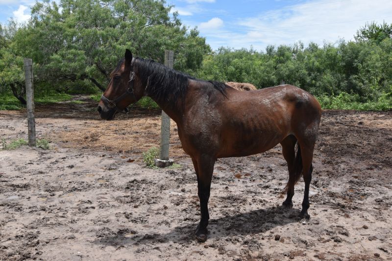 Enlarge Sophie, a Adoptable Quarterhorse in Corpus Christi, TX image 1/2