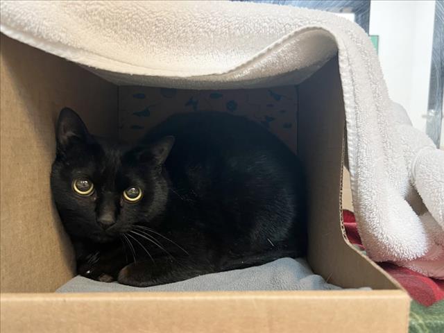 ANGEL — thumbnail 2