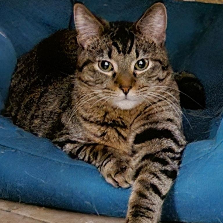 Enlarge Jonas, a Adoptable Domestic Short Hair in Chicago, IL image 1/1